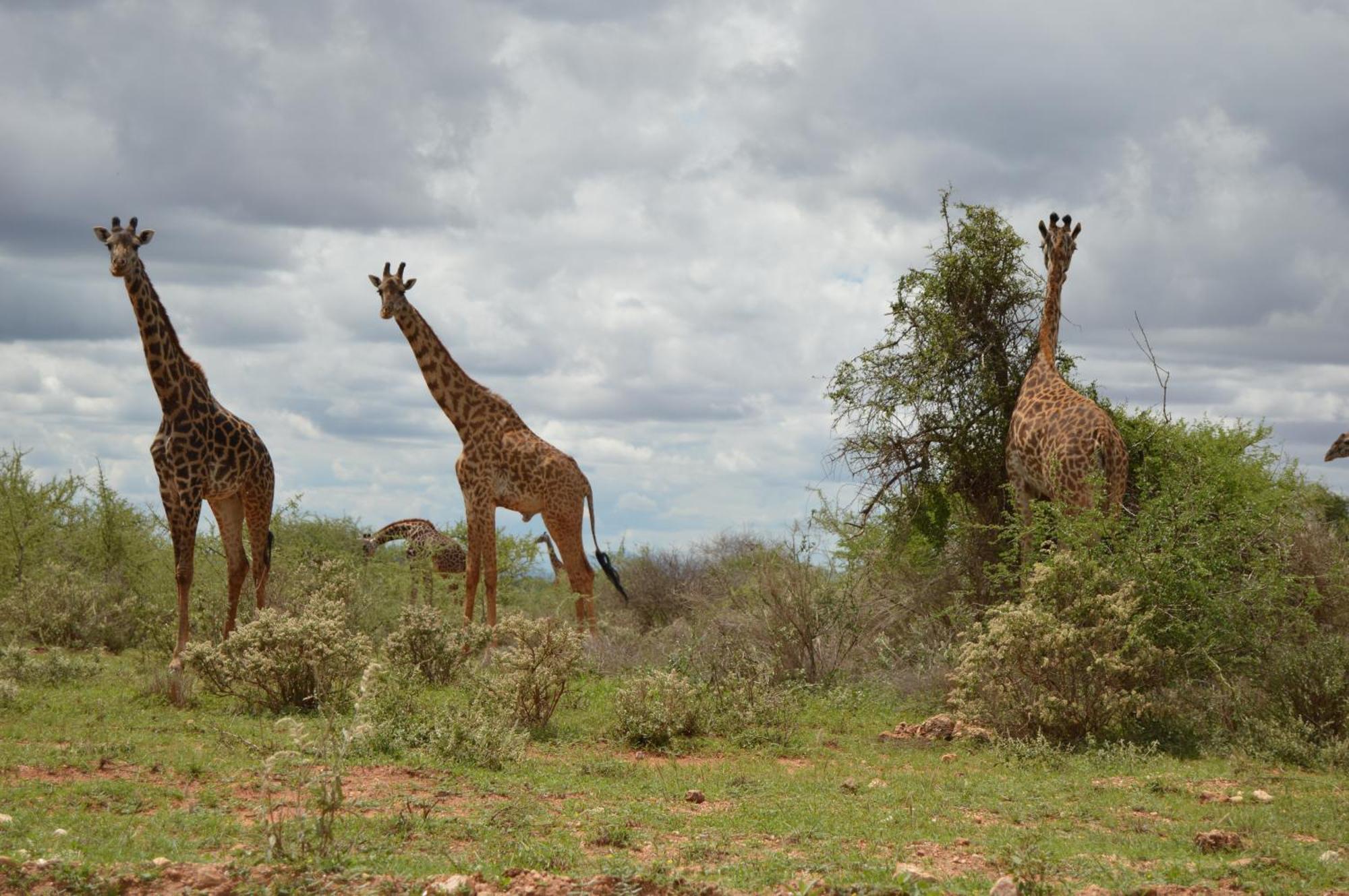 Wild Amboseli Ndovu Cottage. Esterno foto