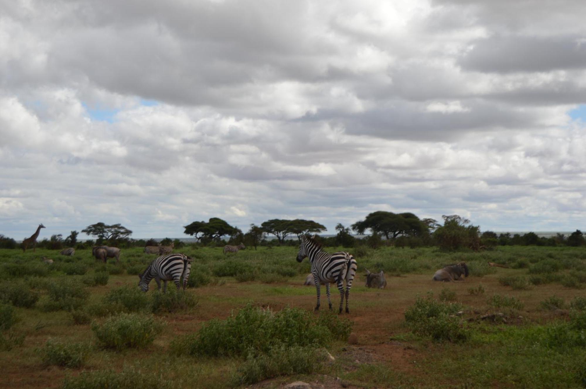 Wild Amboseli Ndovu Cottage. Esterno foto