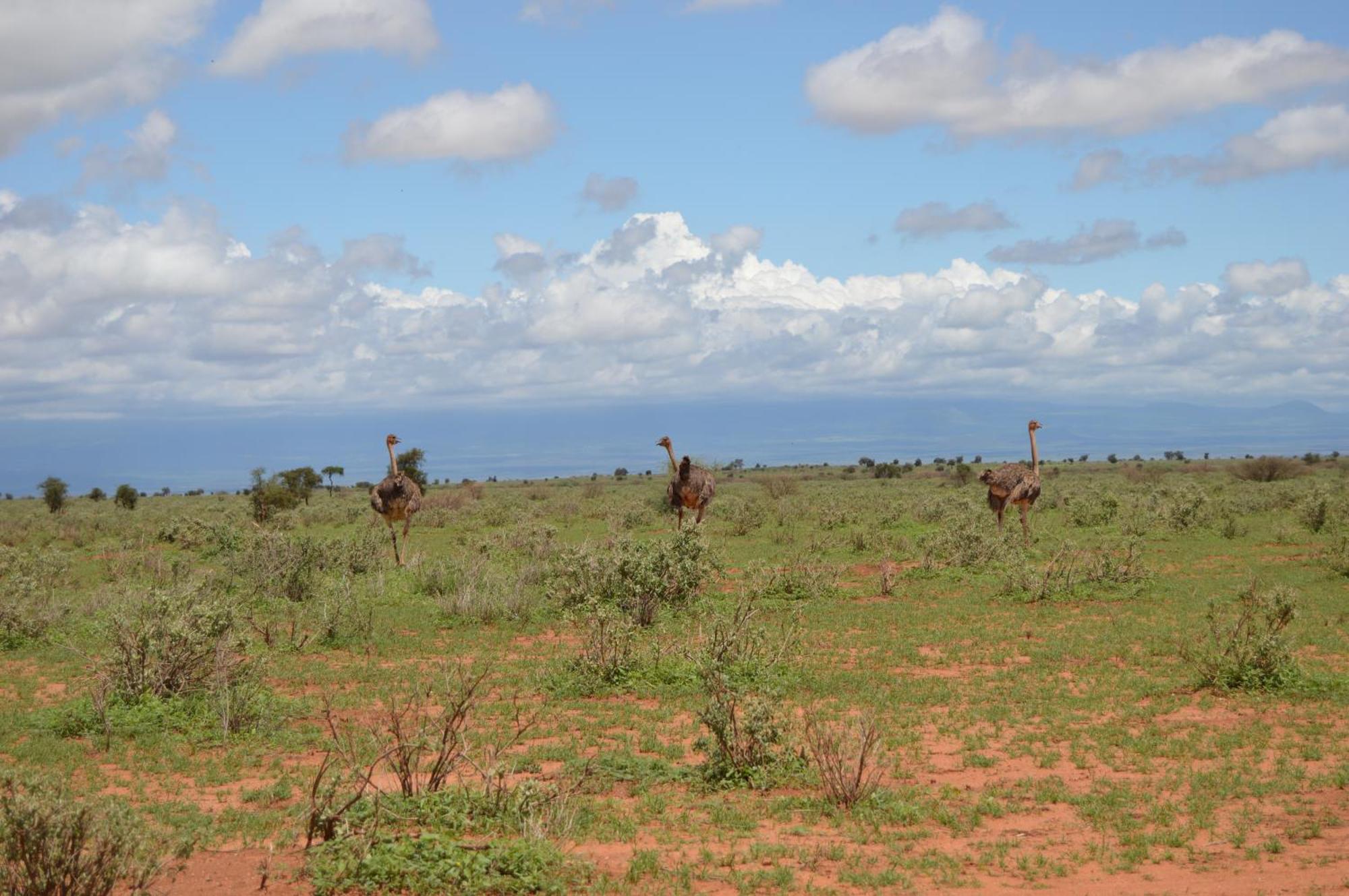 Wild Amboseli Ndovu Cottage. Esterno foto